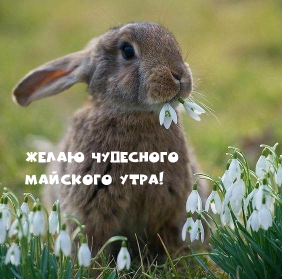 Желаю чудесного майского утра!