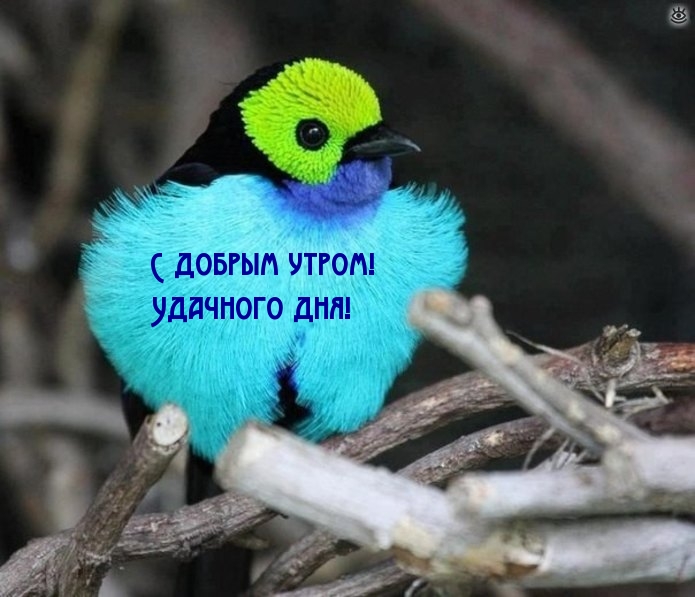 С добрым утром! Удачного дня!