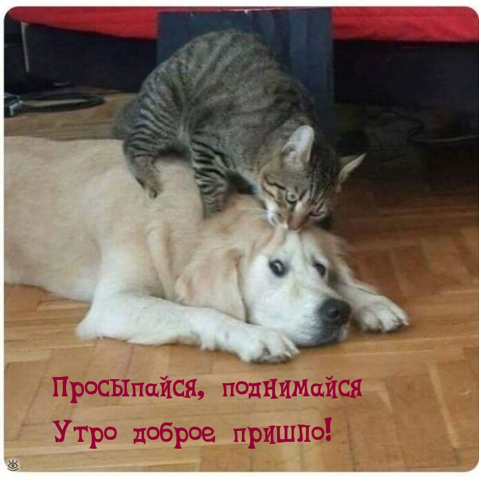 Просыпайся, поднимайся! Утро доброе пришло!