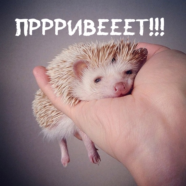 ПРРРИВЕЕЕТ!