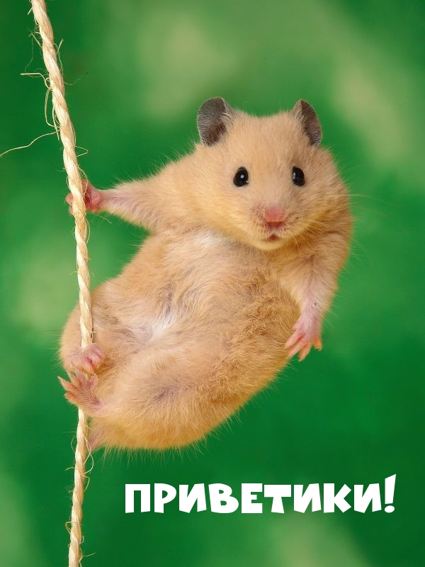 Приветики!