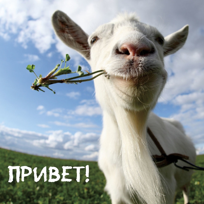 Привет!