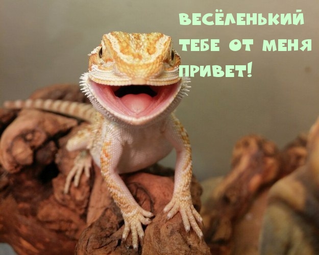 Весёленький тебе от меня Привет!