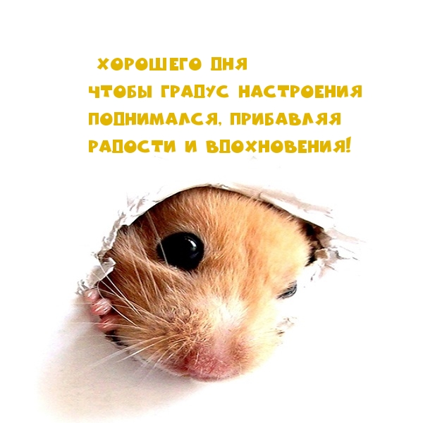 ХОРОШЕГО ДНЯ! Чтобы градус настроения поднимался