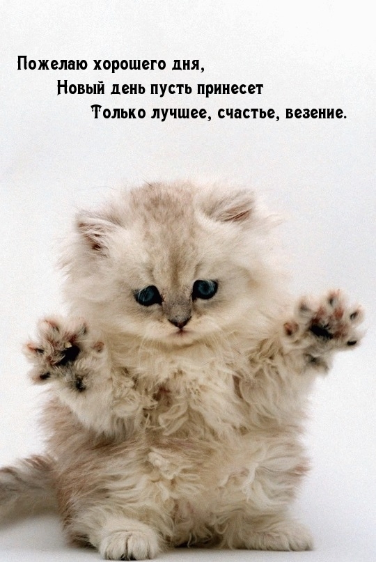 Новый день пусть принесет только лучшее!