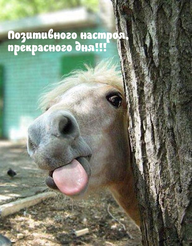 Позитивного настроя, прекрасного дня!