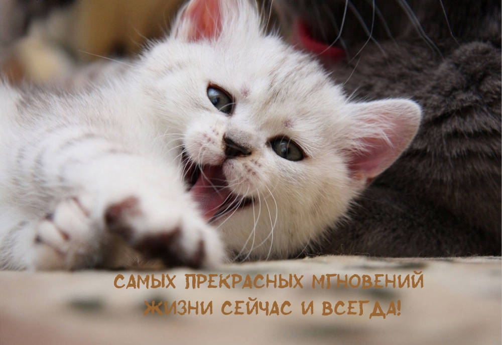 Самых прекрасных мгновений жизни сейчас и всегда!