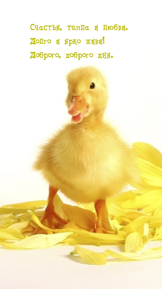 Счастья, тепла и любви! Доброго, доброго дня