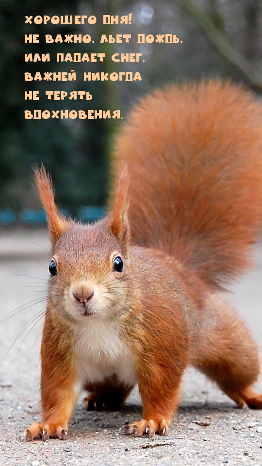 Хорошего дня! Не важно, льет дождь!