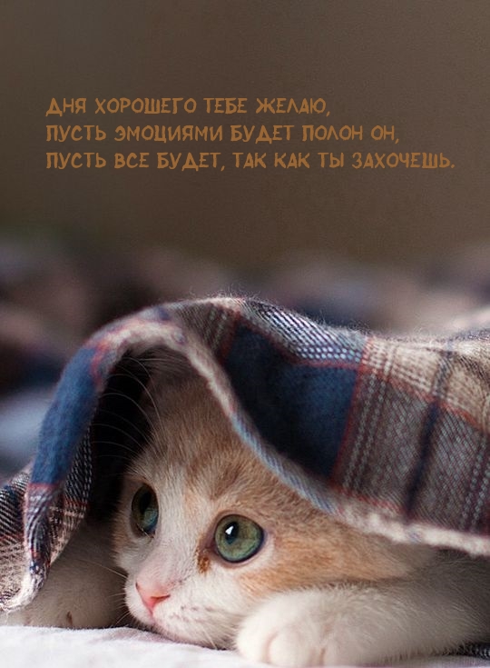 Дня хорошего тебе желаю! Позитивных эмоций!