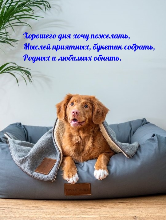 Хорошего дня хочу пожелать