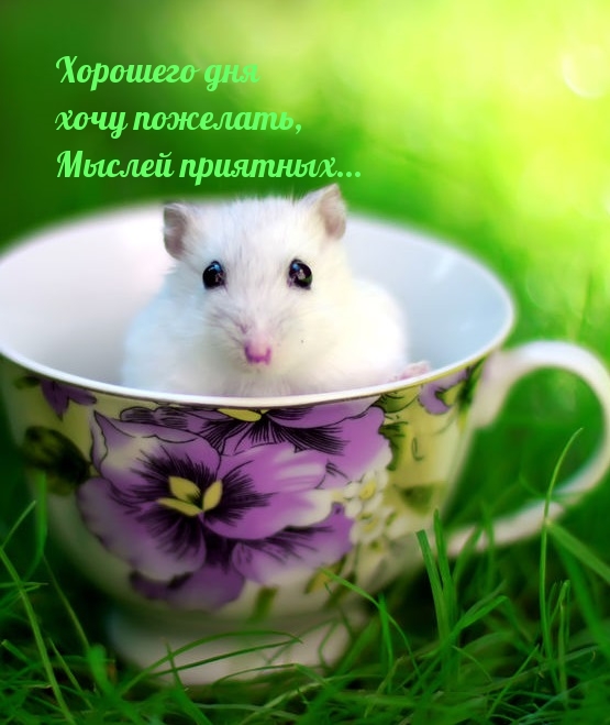 Хорошего дня хочу пожелать, мыслей приятных…