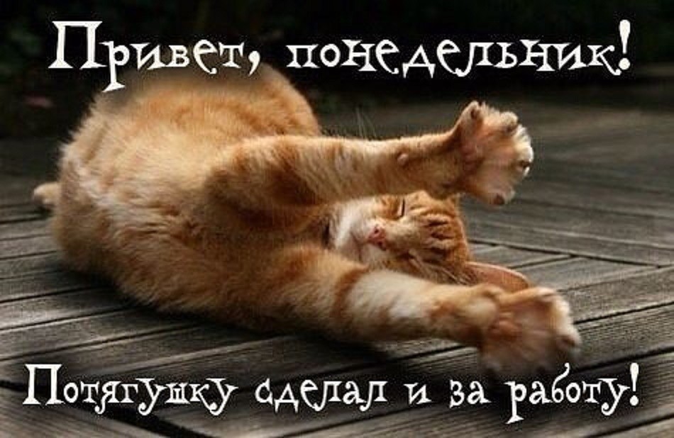 Привет, понедельник! Потягушки, и за работу!