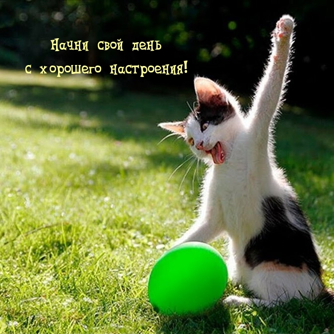Начни свой день с хорошего настроения!