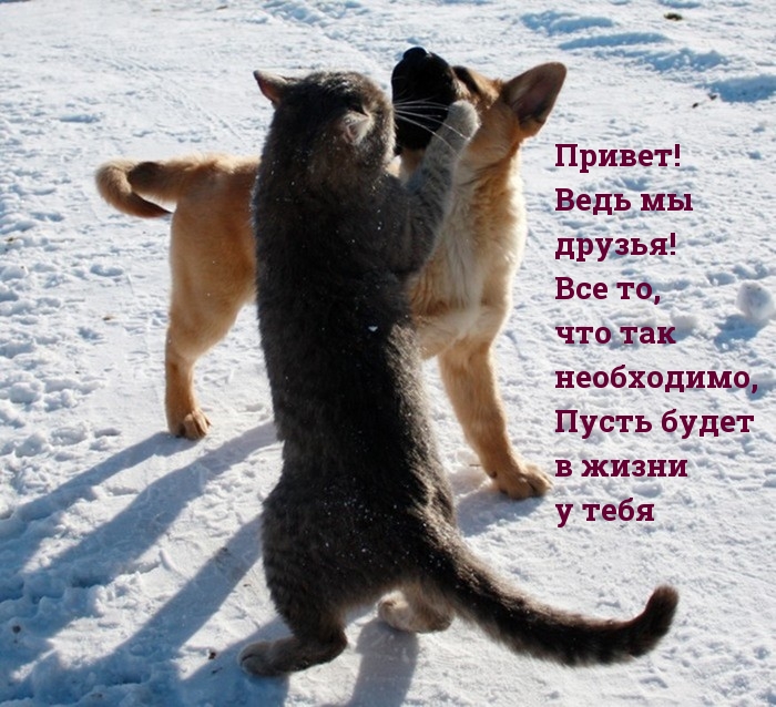 Привет!  Ведь мы  друзья!