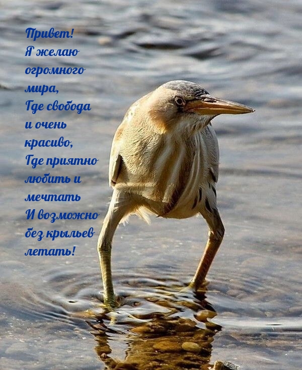 Привет! Я желаю огромного мира
