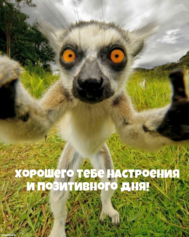 Хорошего тебе настроения и позитивного дня!