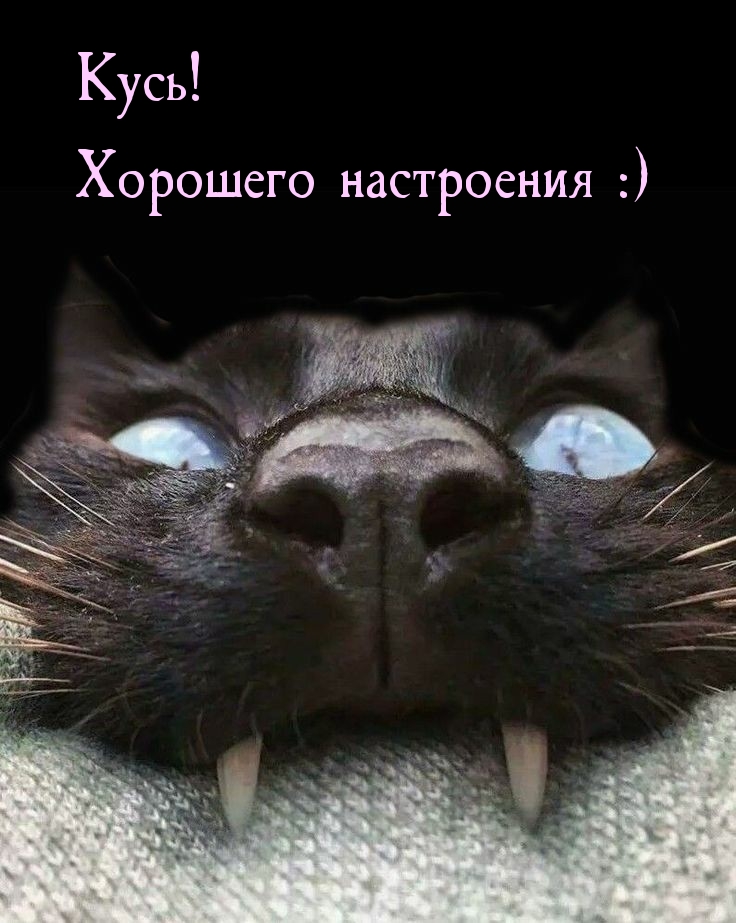 Кусь! Хорошего настроения :)