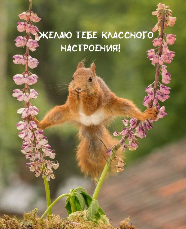 Желаю тебе классного Настроения!