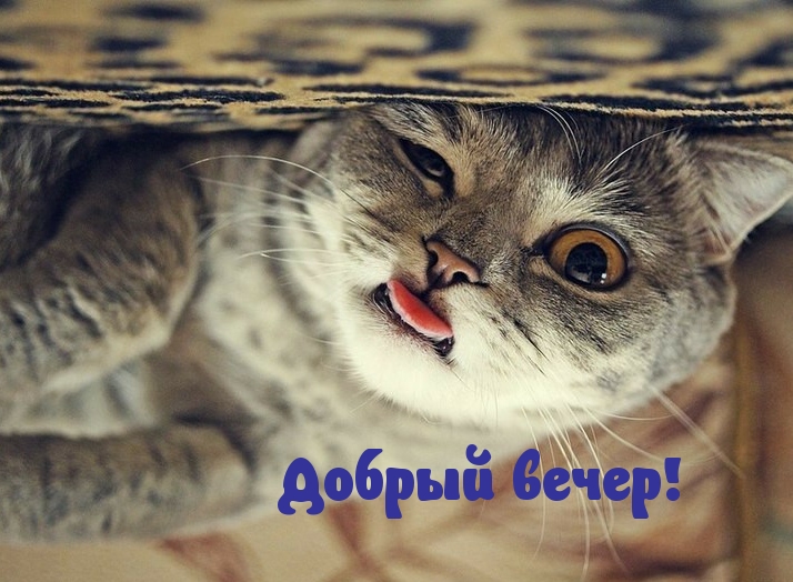 Добрый вечер!