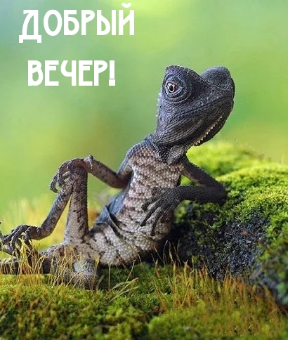 Добрый вечер!