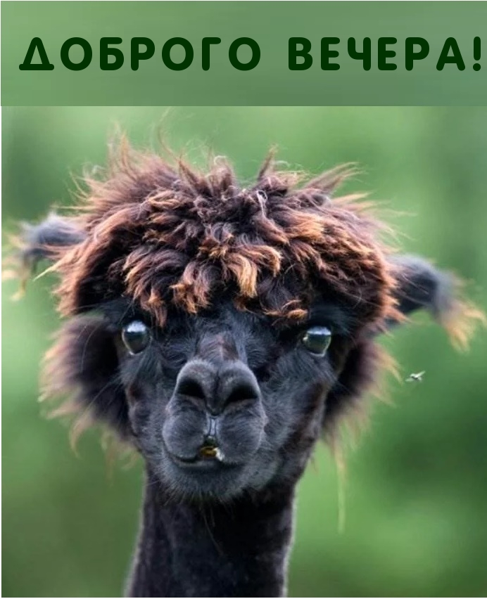 Доброго вечера!