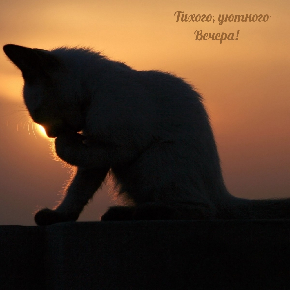Тихого, уютного Вечера!
