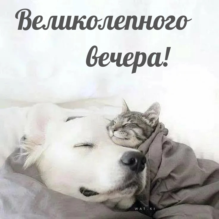 Великолепного вечера!