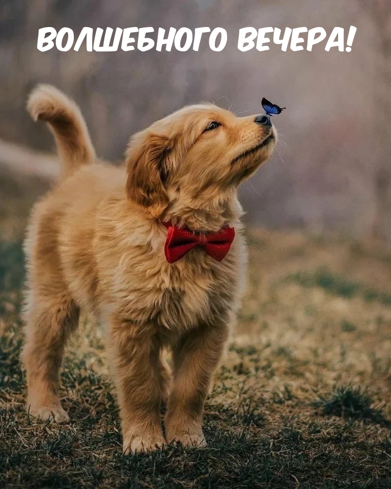 Волшебного вечера!