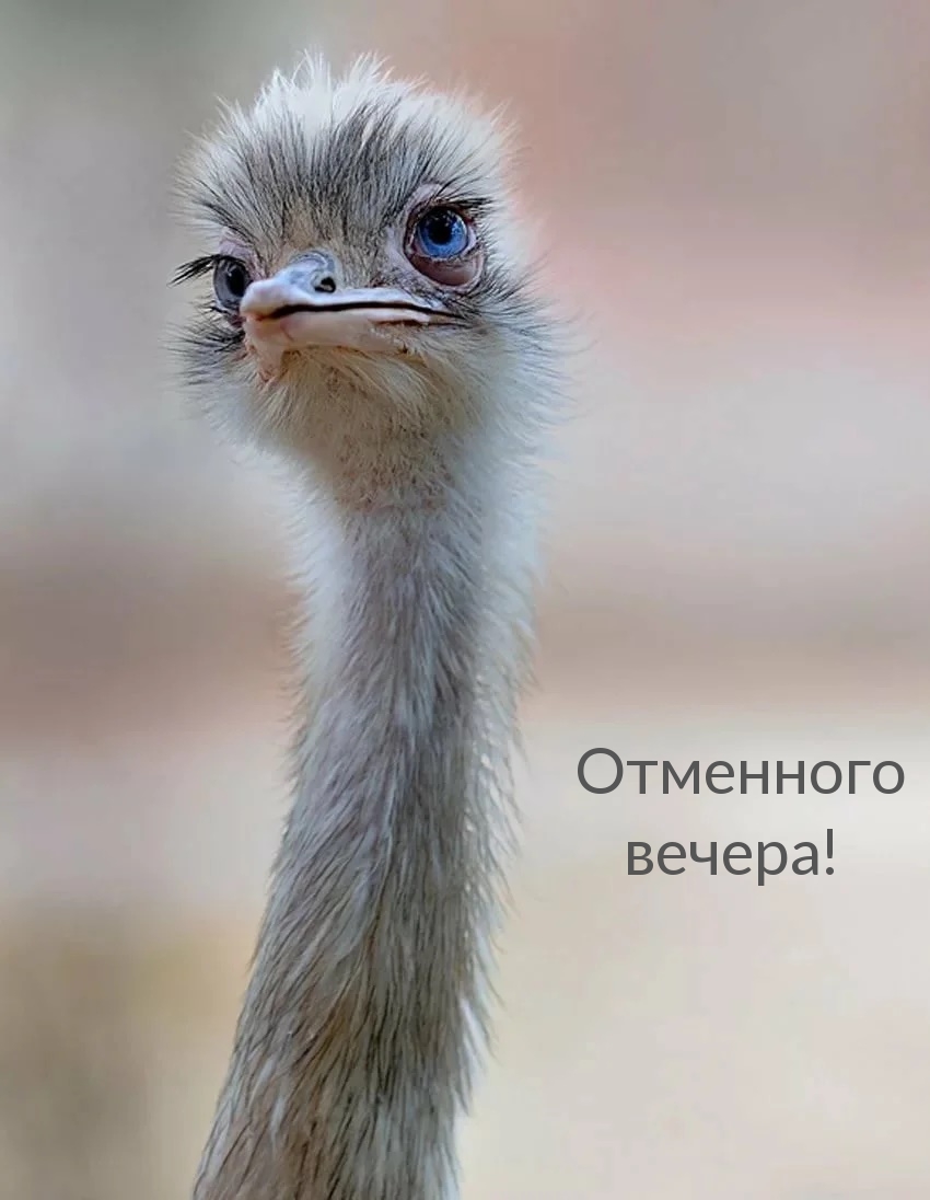Отменного вечера!