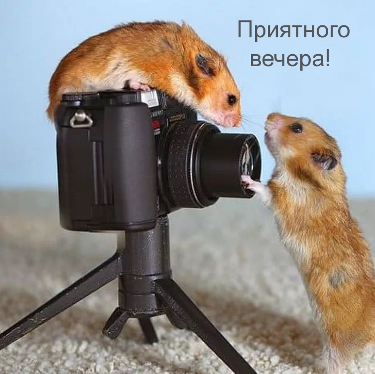 Приятного вечера!