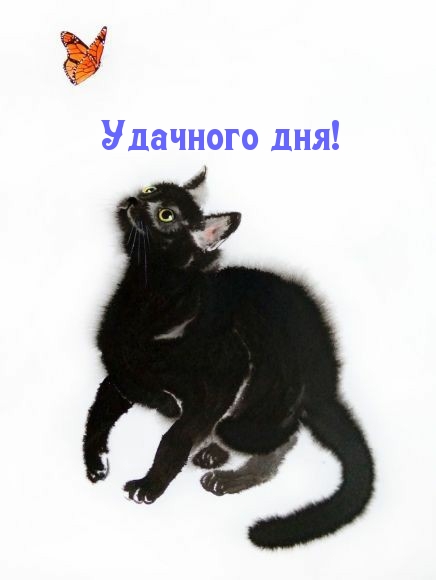 Картинка - Удачного дня!.