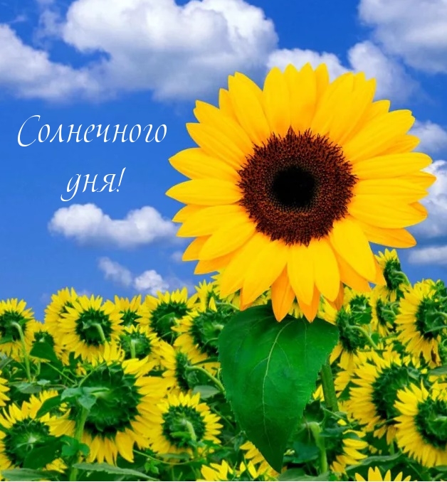 Солнечного дня!