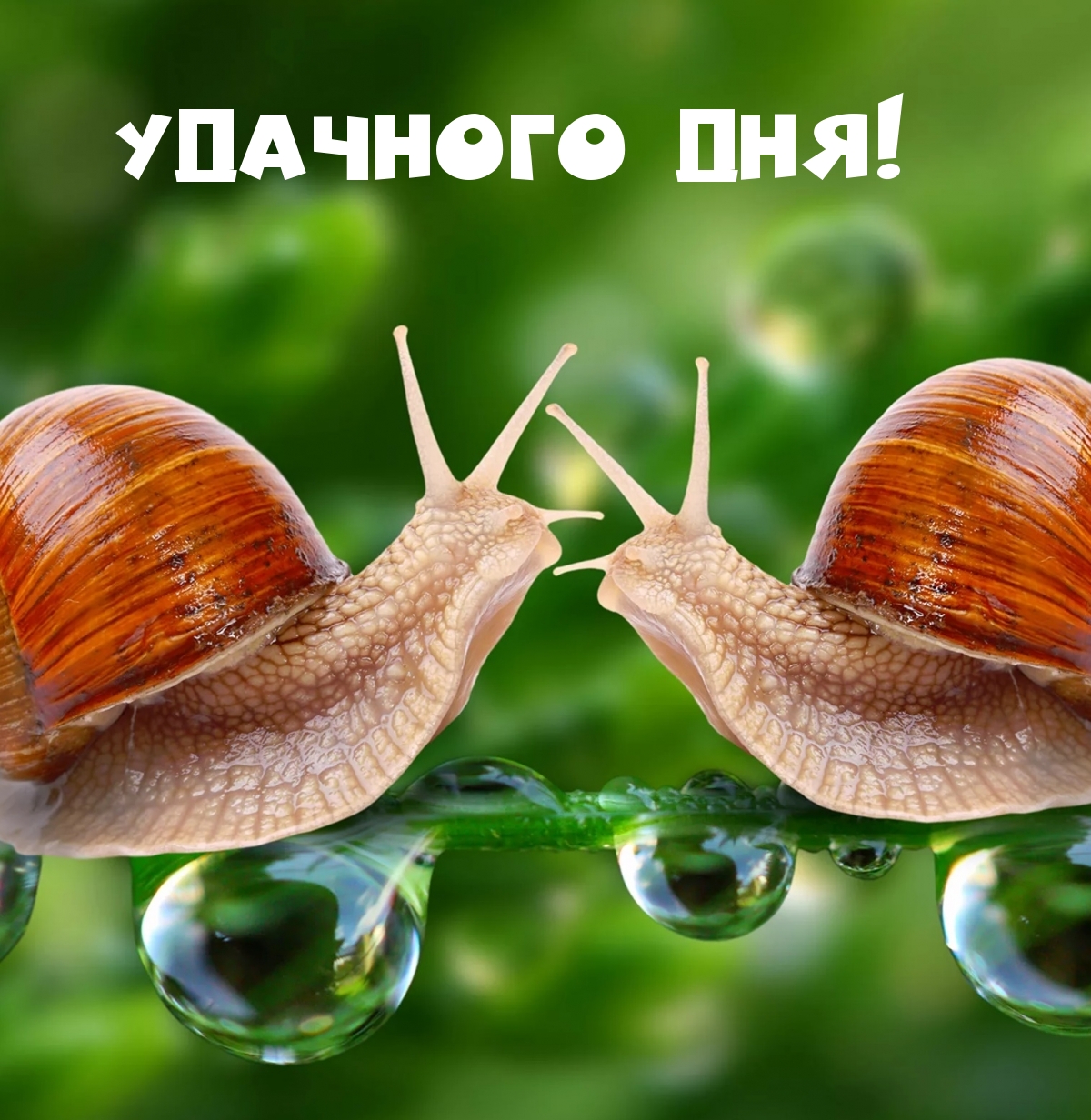 Удачного дня!