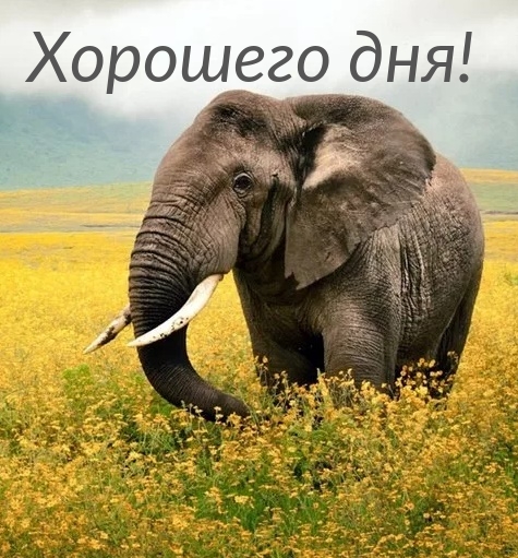 Хорошего дня!