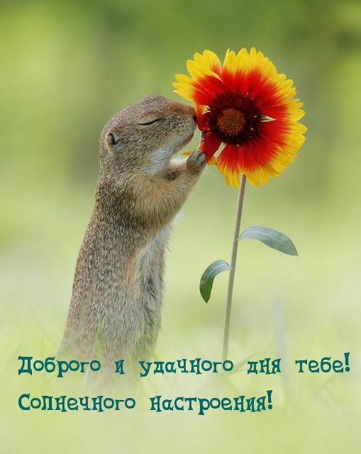 Доброго и удачного дня тебе! Солнечного настроения!