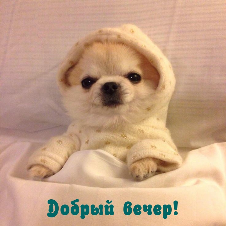 Добрый вечер!