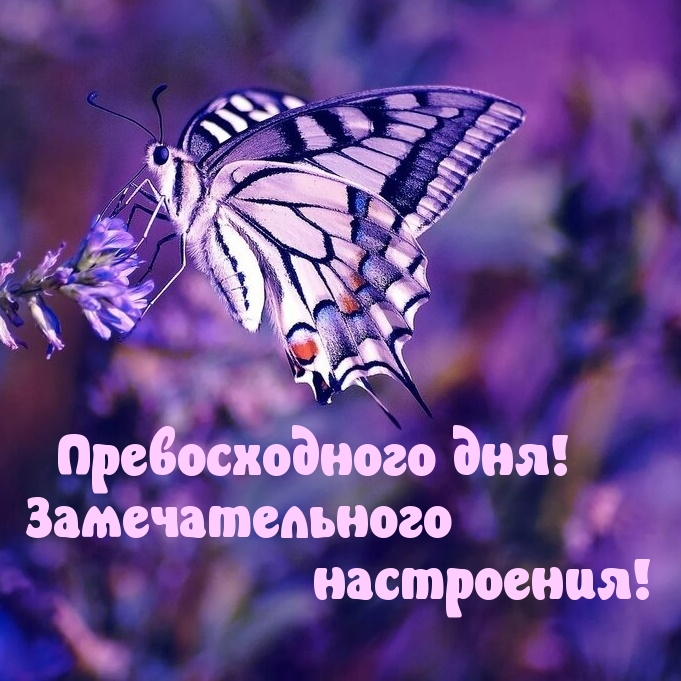 Превосходного дня! Замечательного настроения!