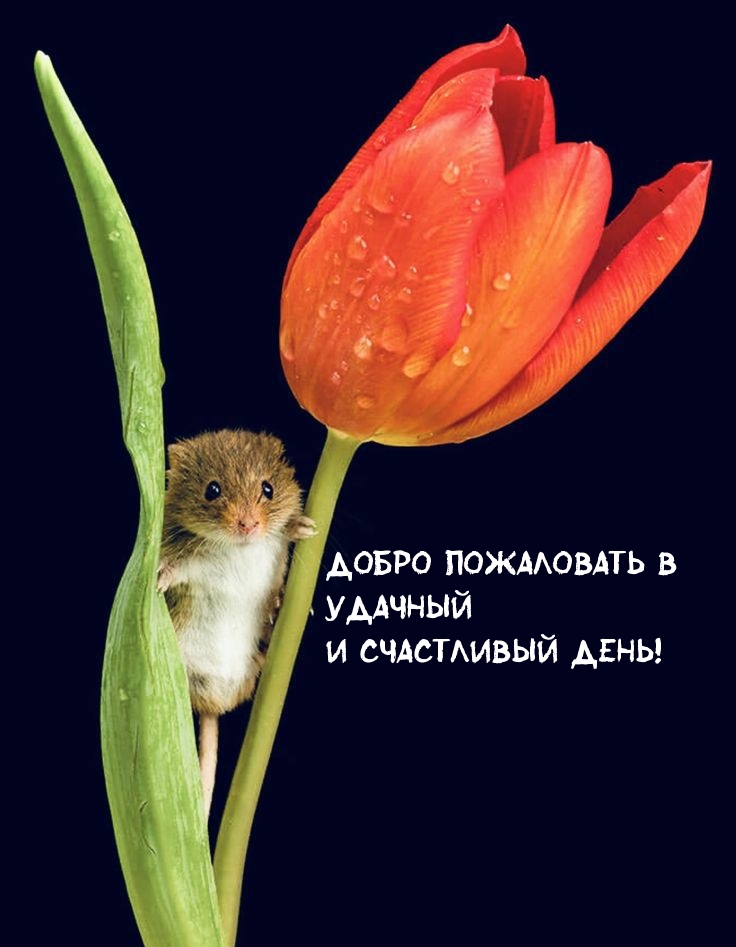 Добро пожаловать в удачный И счастливый день!