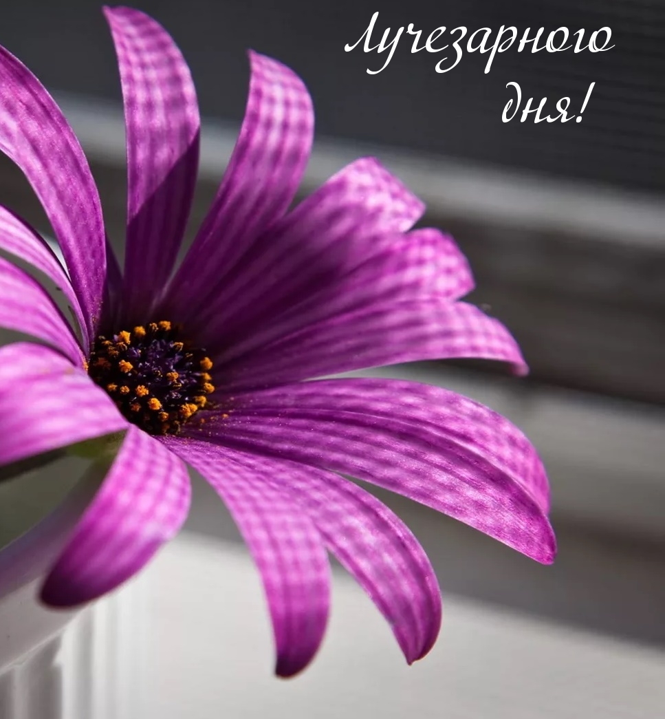 Лучезарного дня!
