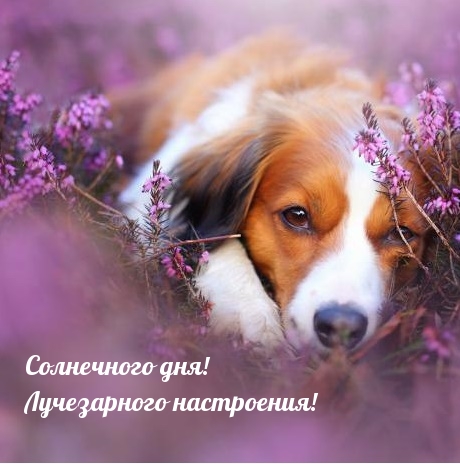 Солнечного дня! Лучезарного настроения!