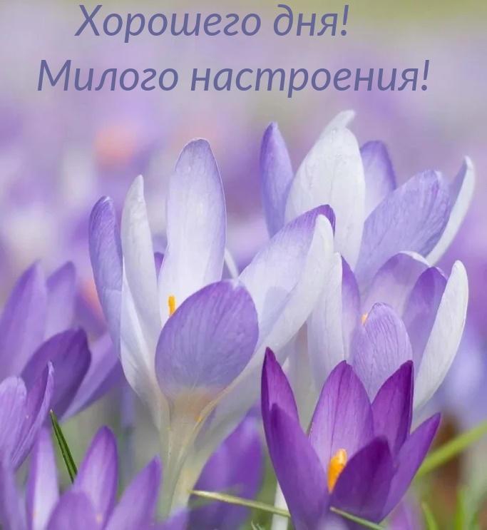 Хорошего дня! Милого настроения!