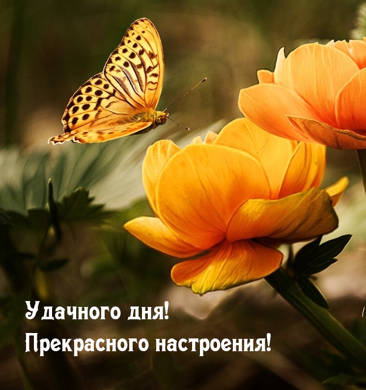 Удачного дня! Прекрасного настроения!