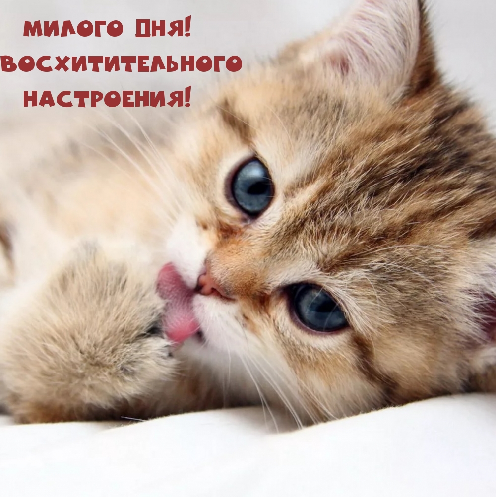 Милого дня! Восхитительного настроения!