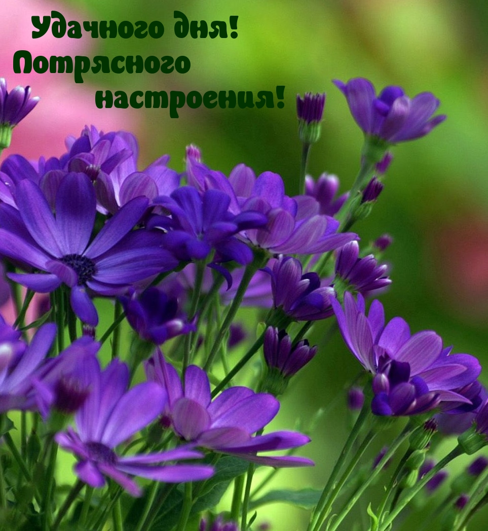 Удачного дня! Потрясного настроения!