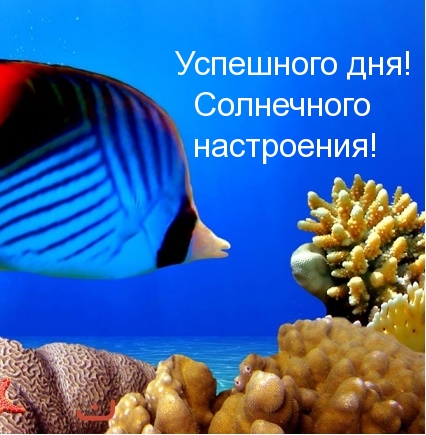 Успешного дня! Солнечного настроения!