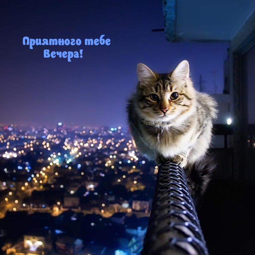 Приятного тебе Вечера!