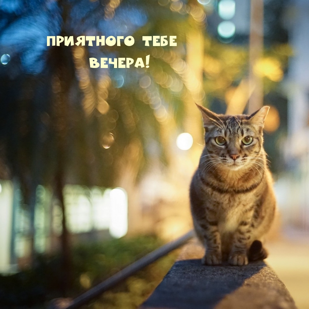 Приятного тебе Вечера!