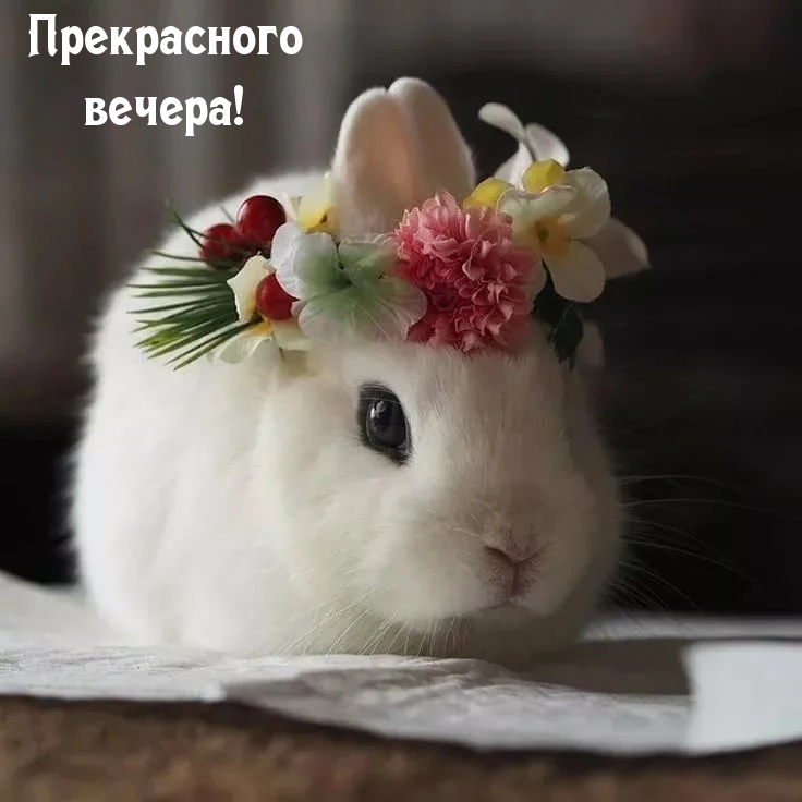 Прекрасного вечера!