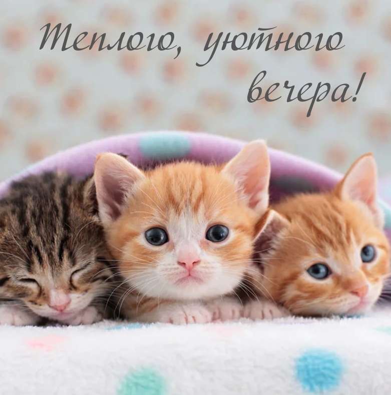 Теплого, уютного вечера!